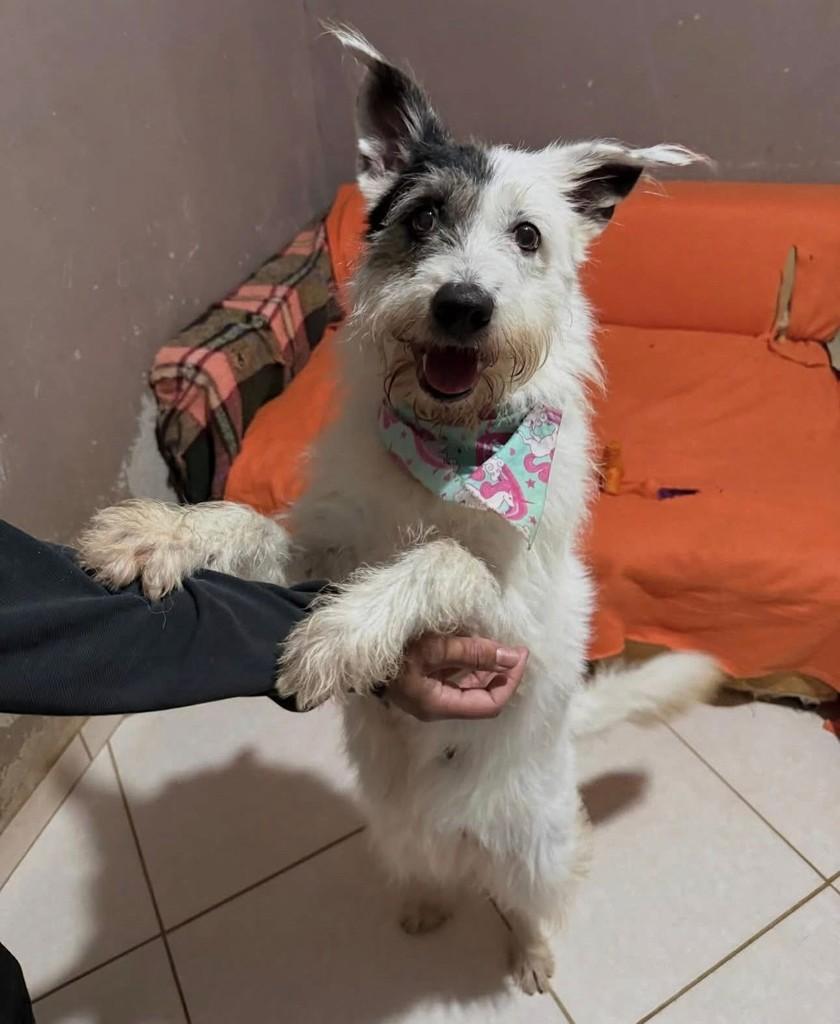 Luna, cadela de porte médio para adoção em Cotia - SP