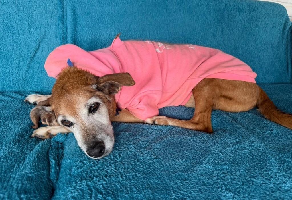 Eulália, cachorro de porte médio para adoção em Cotia - SP