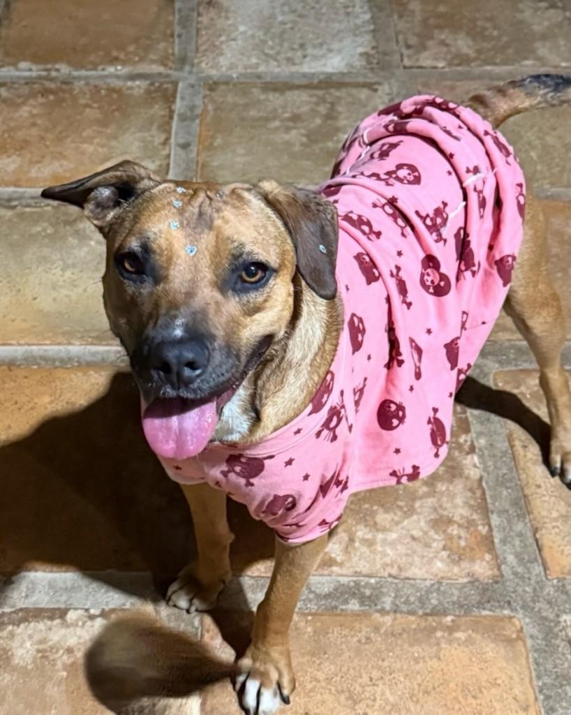 Canela, cadela de porte médio para adoção em Cotia - SP