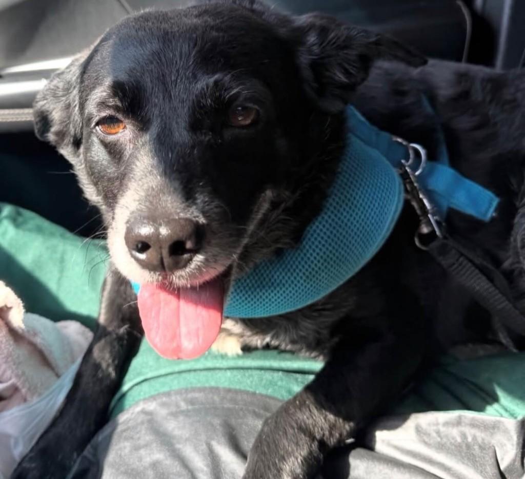 Lucca, cachorro de porte pequeno para adoção em Cotia - SP