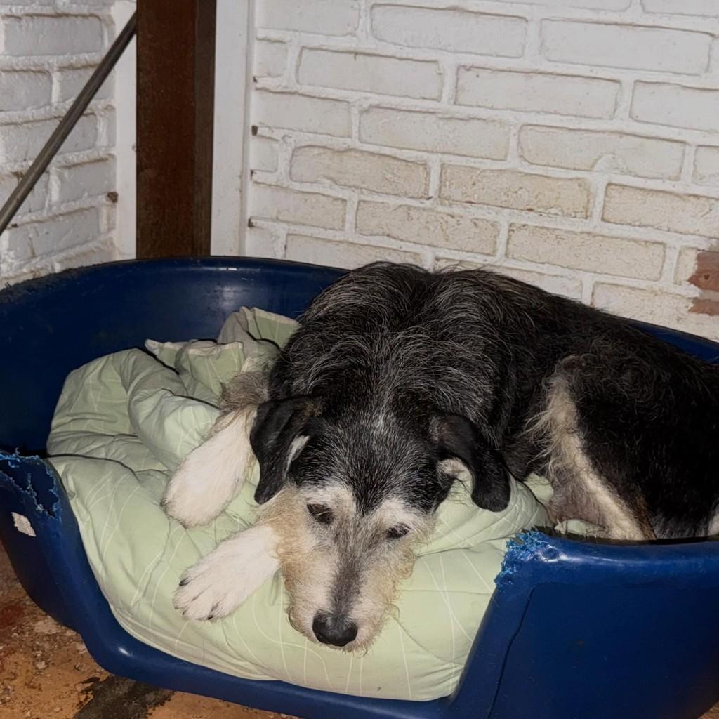 Farofa Doce, cachorro de porte pequeno para adoção em São Paulo - SP