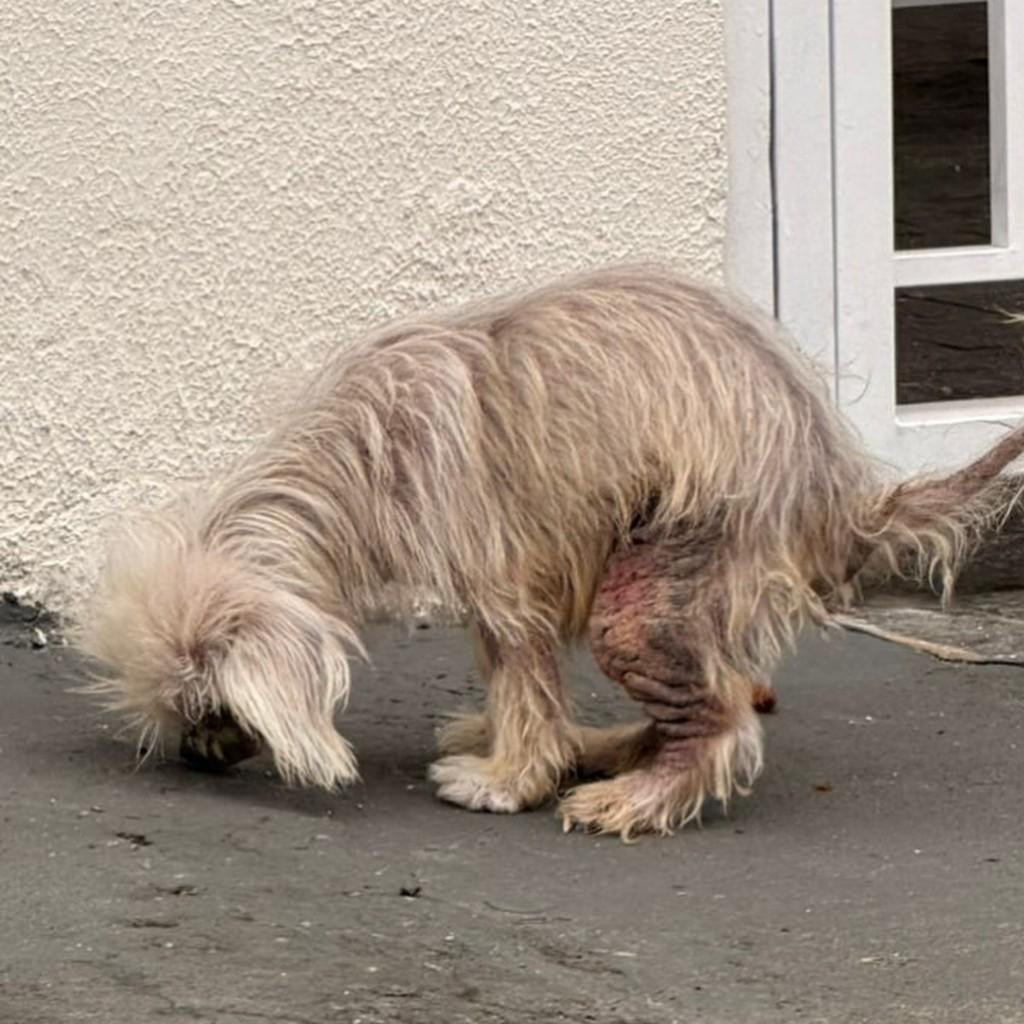 Fandangos, cachorro de porte médio para adoção em São Paulo - SP