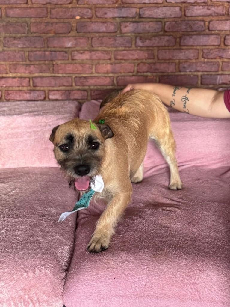 Pitoco, cachorro de porte pequeno para adoção em Cotia - SP