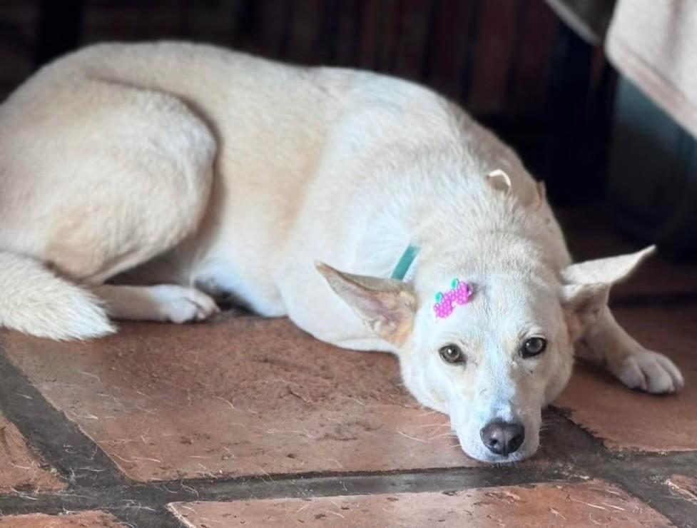Larissa, cachorro de porte médio para adoção em Cotia - SP