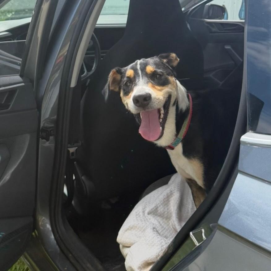 Francisco, cachorro de porte médio para adoção em Cotia - SP