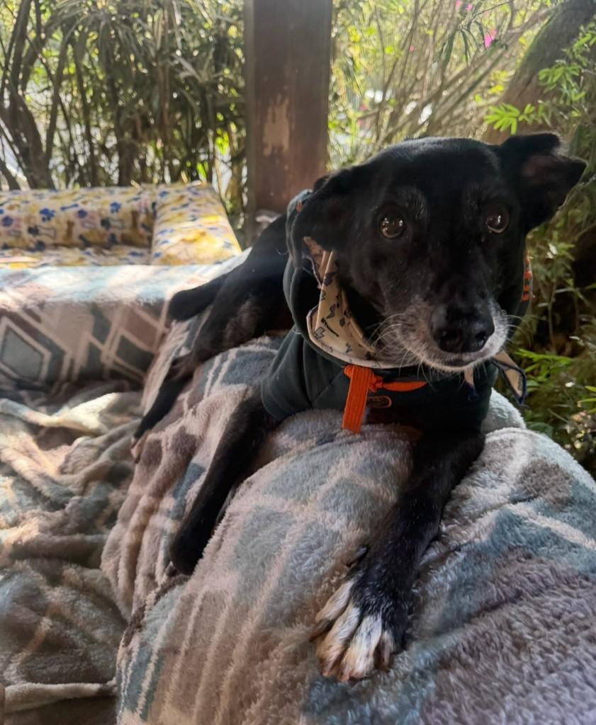 Pablo, cachorro de porte médio para adoção em Cotia - SP