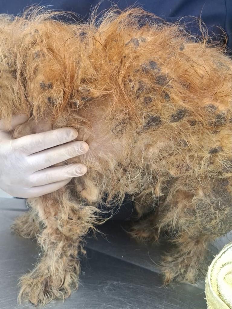 Pucca, cachorro de porte médio para adoção em Osasco - SP