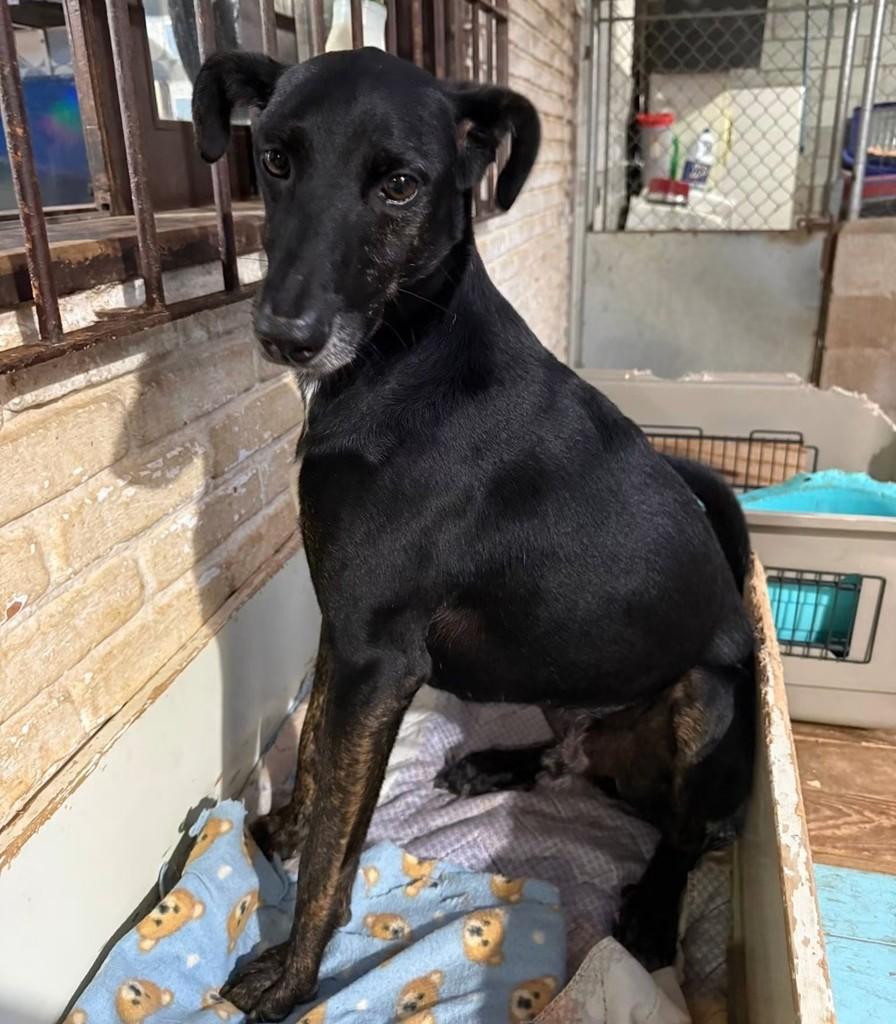 Lupi, cachorro de porte médio para adoção em São Paulo - SP