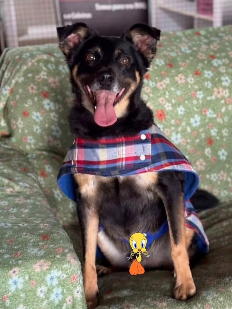 Pretinho, cachorro de porte médio para adoção em São Paulo - SP