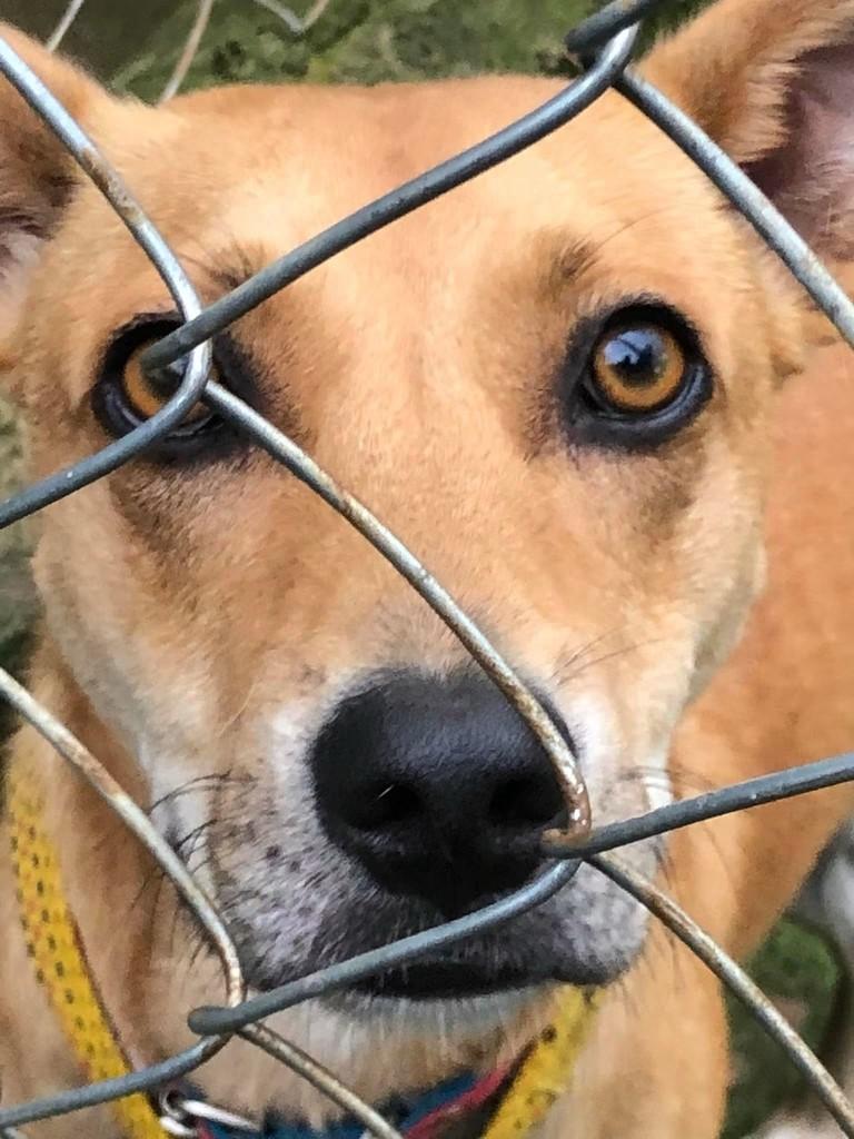 Renato, cachorro de porte médio para adoção em Cotia - SP