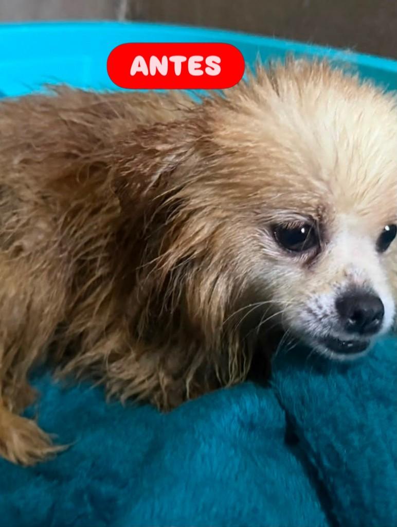 Sabrina, cachorro de porte pequeno para adoção em Osasco - SP