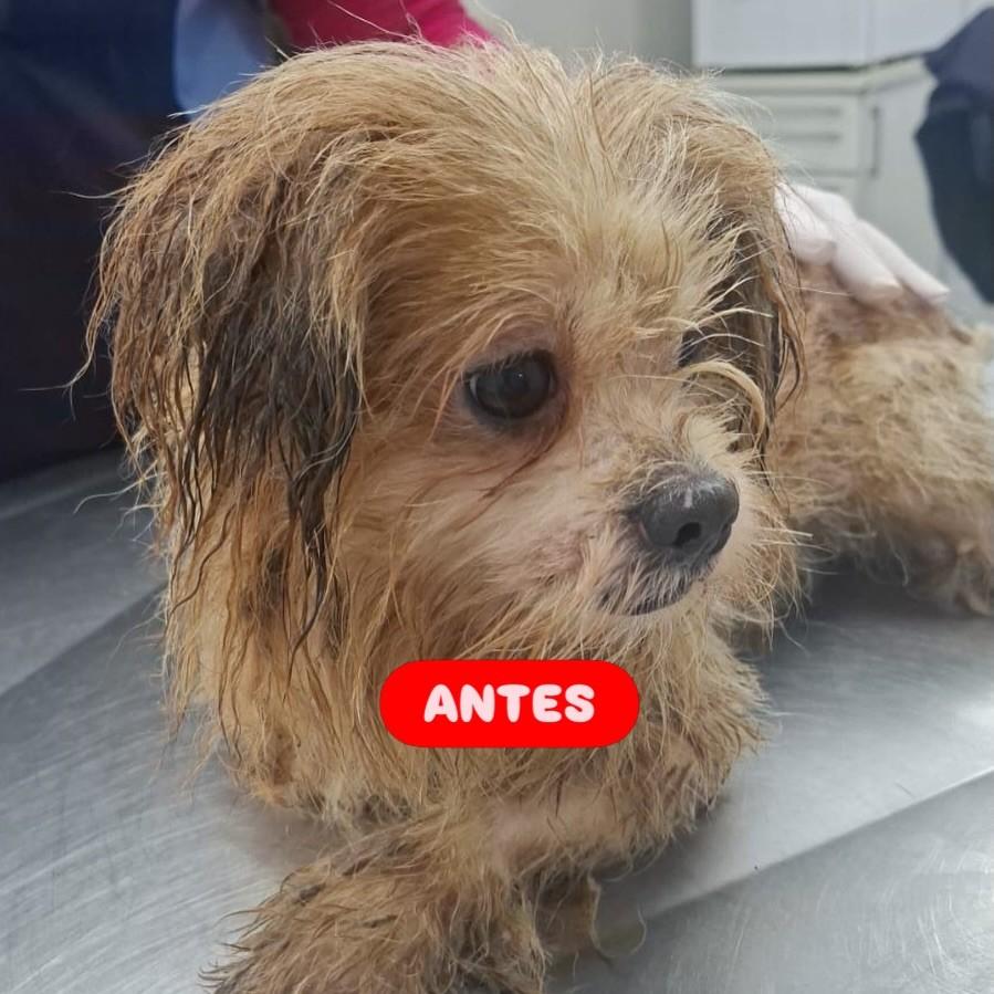 Rafael, cachorro de porte pequeno para adoção em Osasco - SP