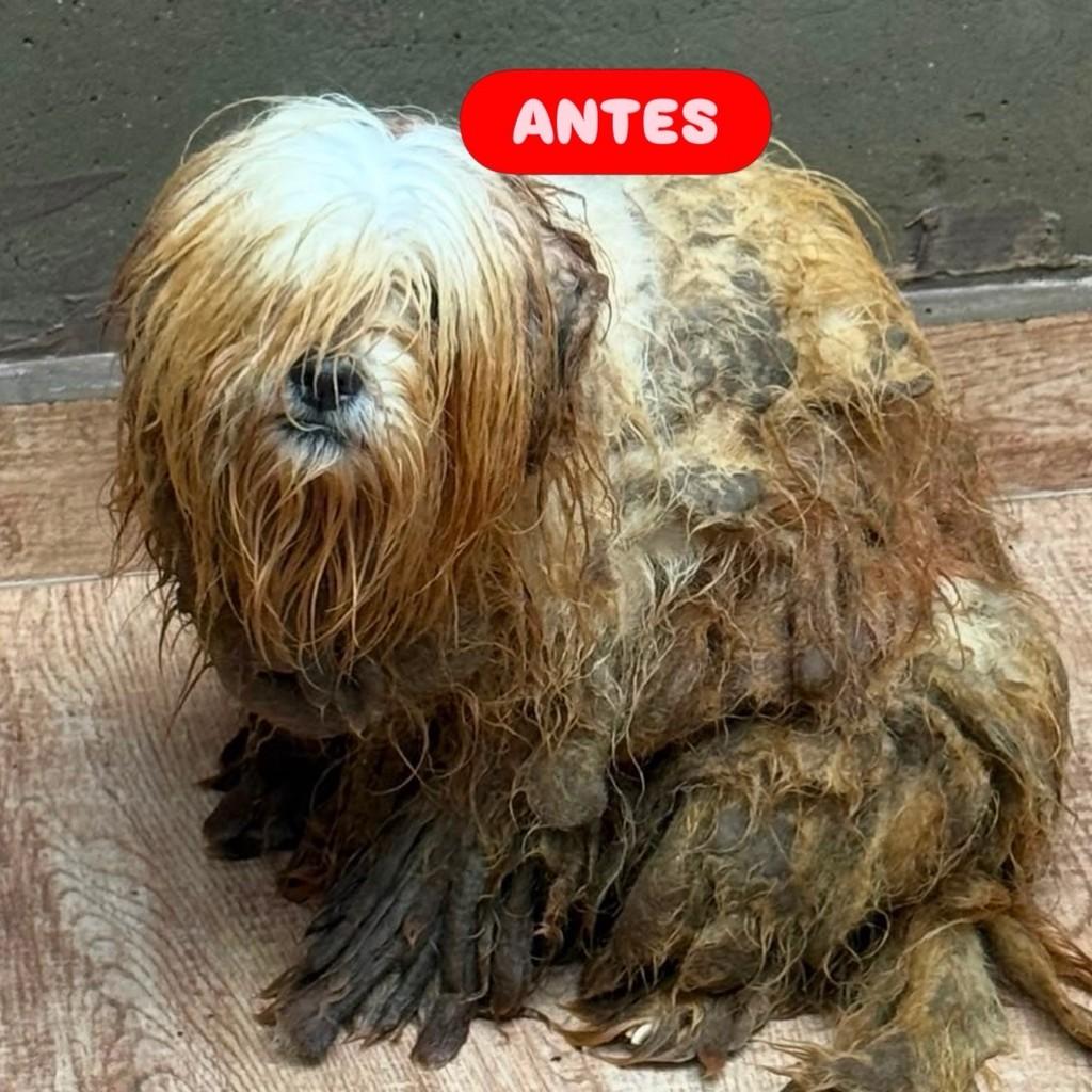 Paris Hilton, cadela de porte pequeno para adoção em Osasco - SP