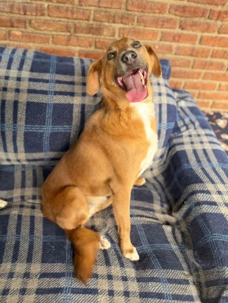 London, cachorro de porte médio para adoção em São Paulo - SP