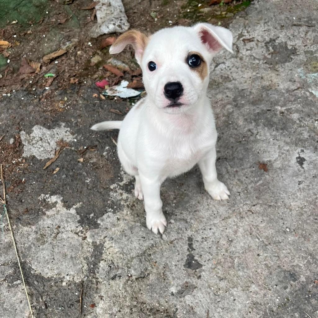 Larinha, cachorro de porte pequeno para adoção em São Paulo - SP