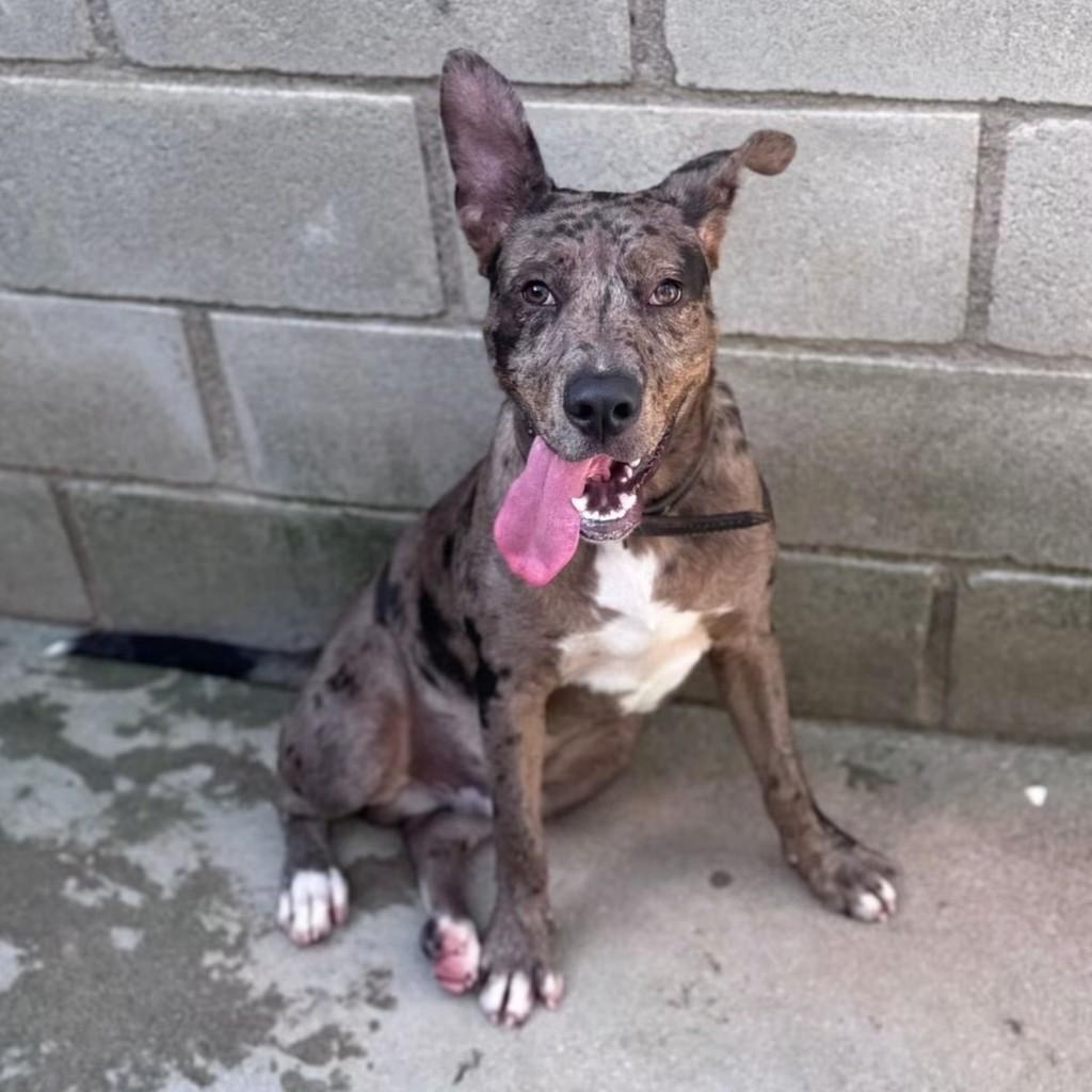 Lion, cachorro de porte médio para adoção em Cotia - SP