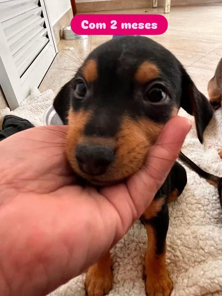 Maria Eduarda, cachorro de porte pequeno para adoção em Cotia - SP