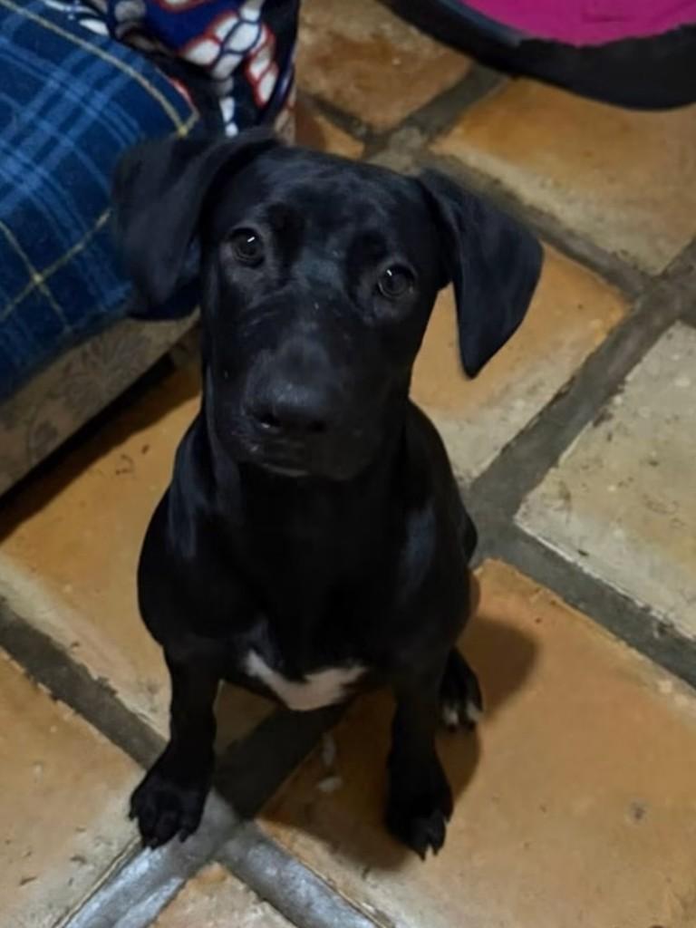 Fadinha, cachorro de porte médio para adoção em Cotia - SP