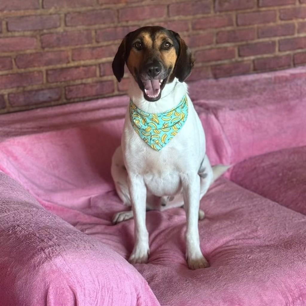 Jack, cachorro de porte médio para adoção em Cotia - SP
