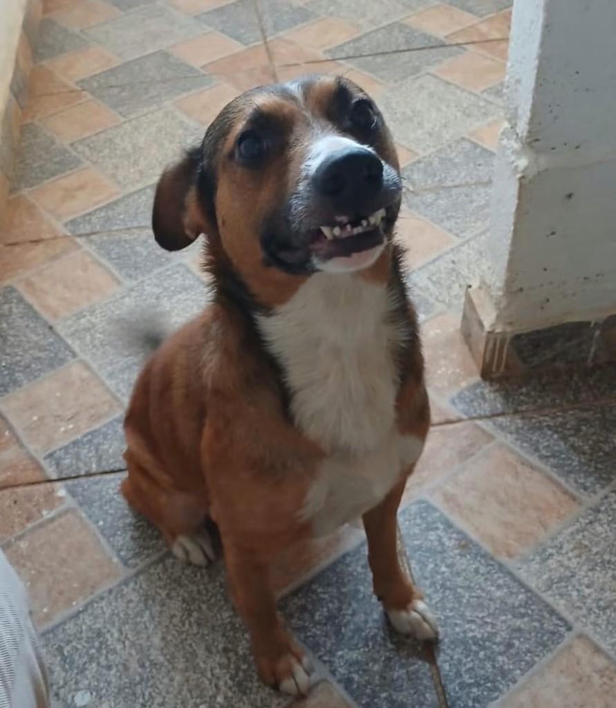 Nestor, cachorro de porte médio para adoção em Cotia - SP