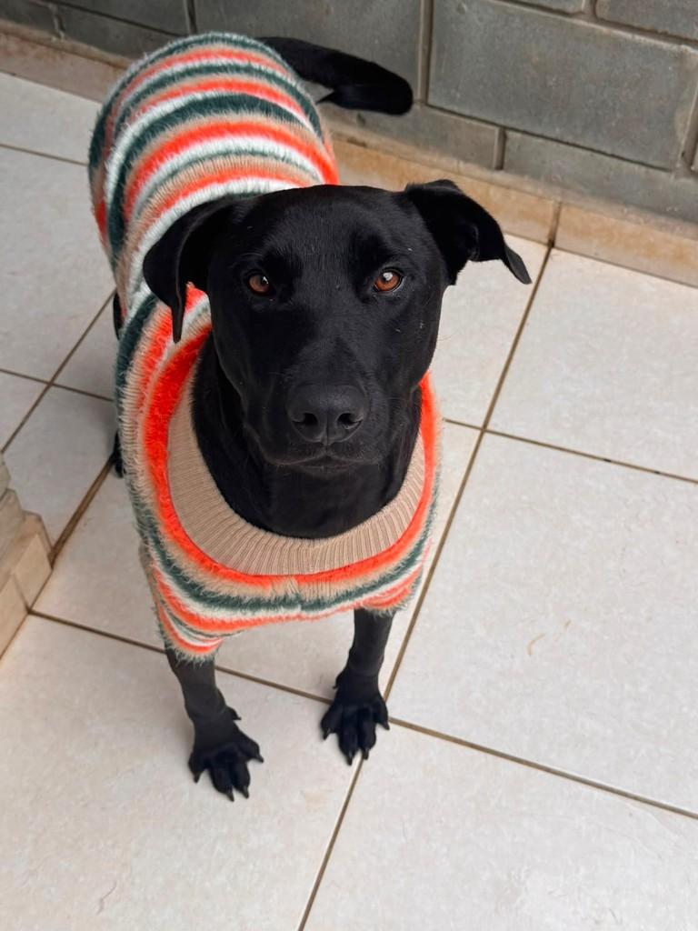 Adnan, cachorro de porte médio para adoção em Cotia - SP