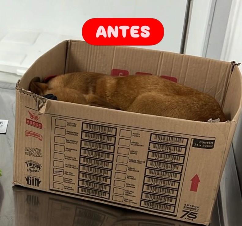 Sushi, cachorro de porte médio para adoção em Cotia - SP
