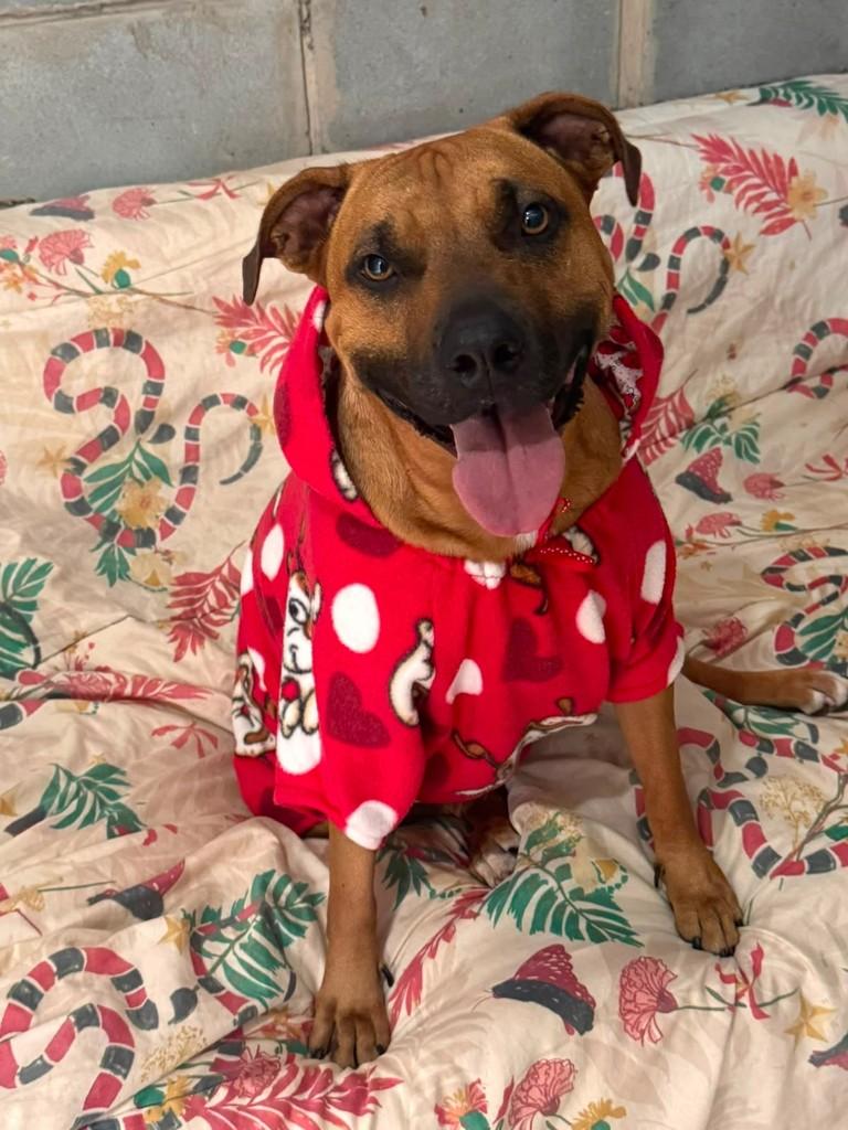Alexia, cachorro de porte médio para adoção em Cotia - SP