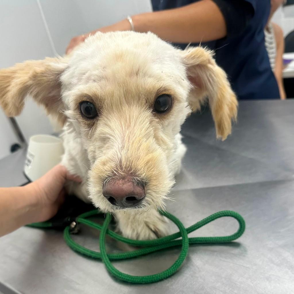 Eloy, cachorro de porte pequeno para adoção em São Paulo - SP