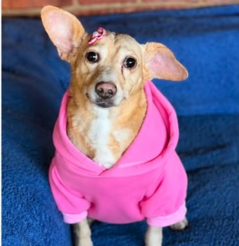 Dobby, cadela de porte pequeno para adoção em Cotia - SP