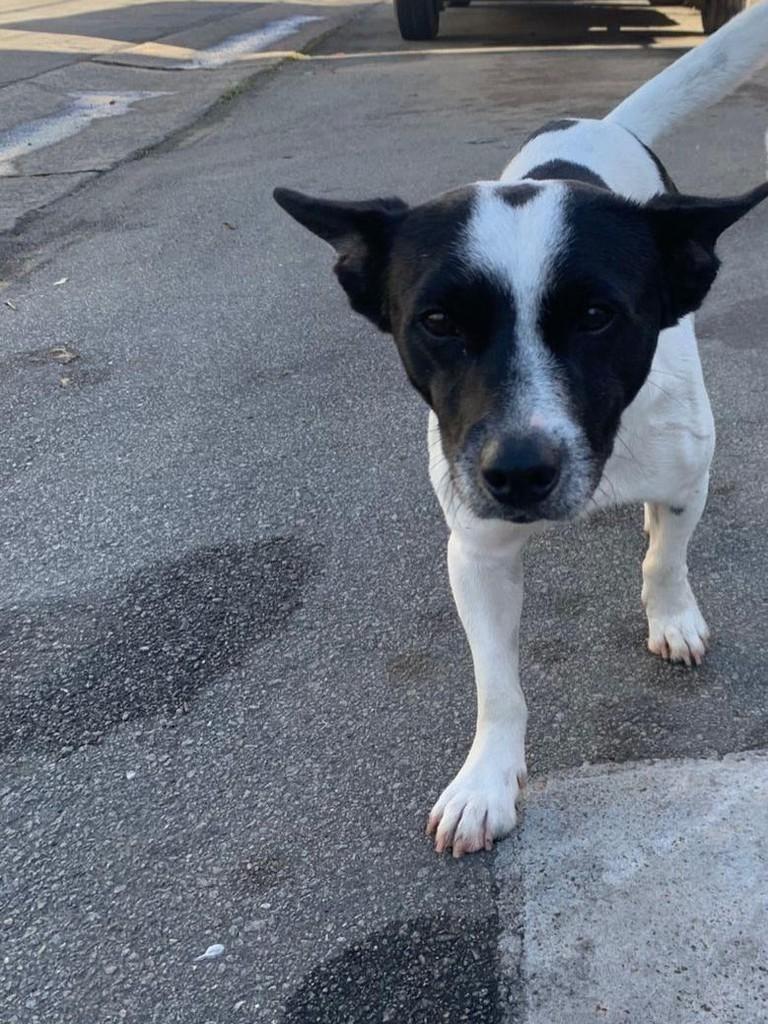 Thiago, cachorro de porte pequeno para adoção em São Paulo - SP