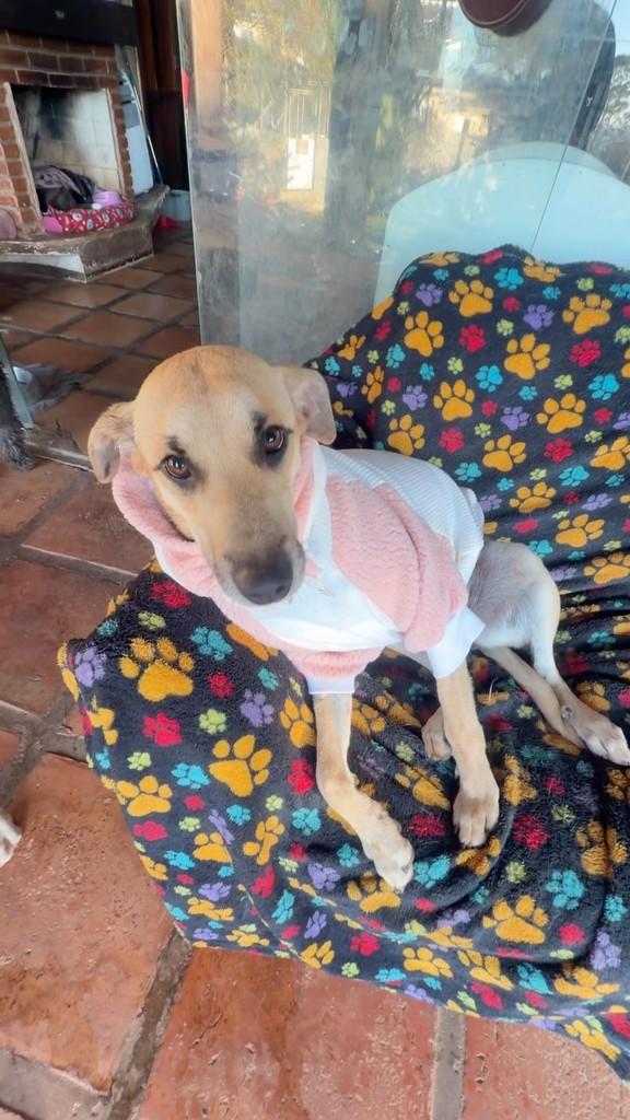 Mariah, cadela de porte médio para adoção em Cotia - SP