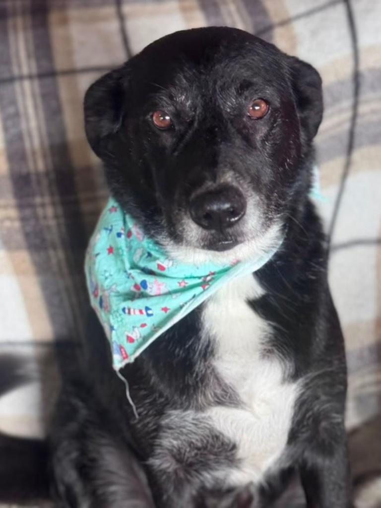 Neto, cachorro de porte médio para adoção em Cotia - SP