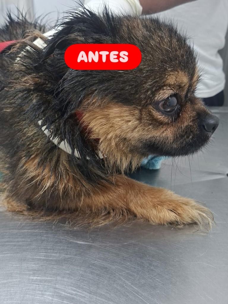 Dominique, cadela de porte grande para adoção em Osasco - SP