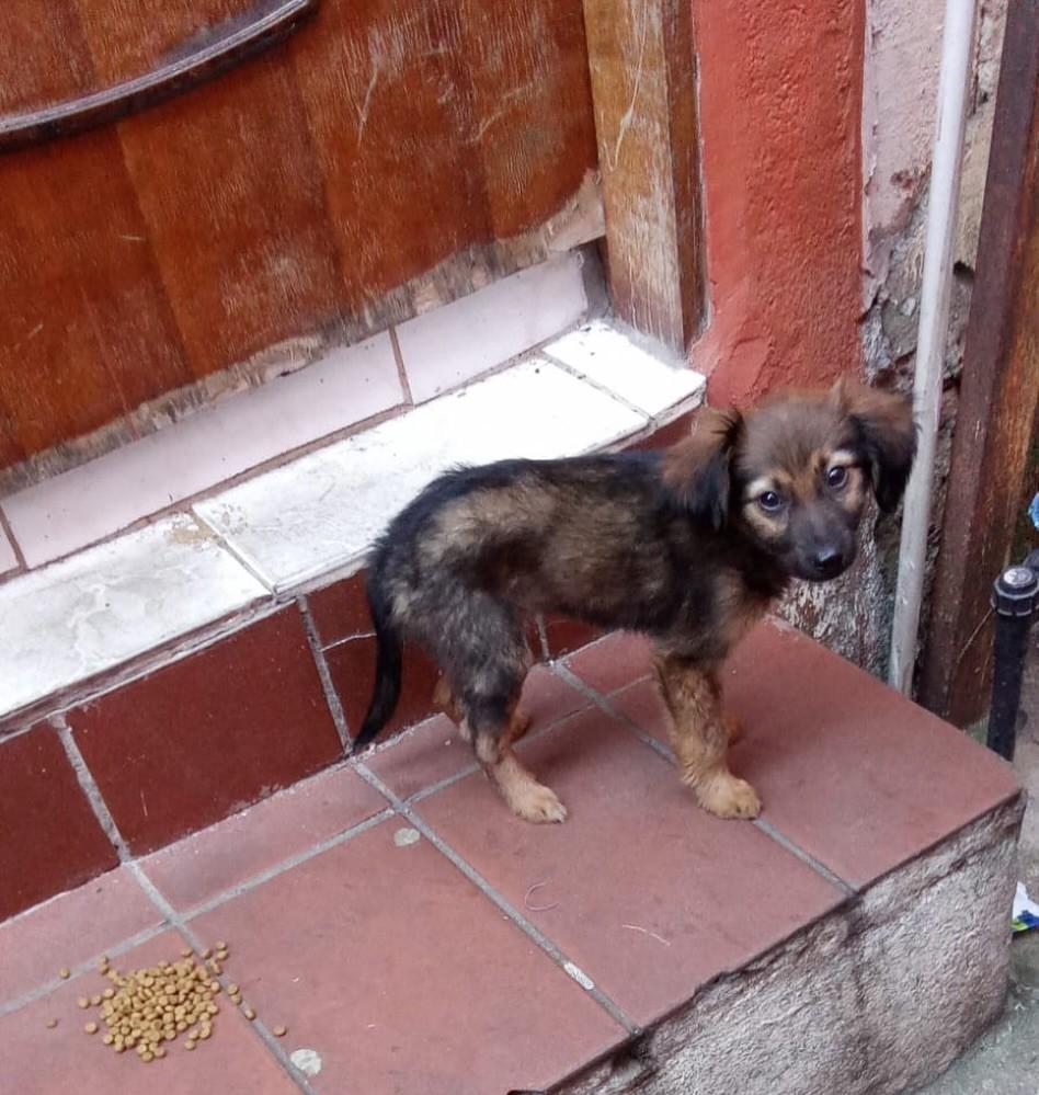 Susana, cachorro de porte pequeno para adoção em São Paulo - SP
