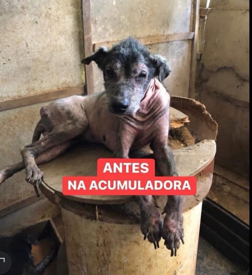 Phoenix, cadela de porte médio para adoção em Cotia - SP