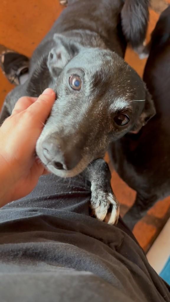 Scottie, cachorro de porte pequeno para adoção em Cotia - SP