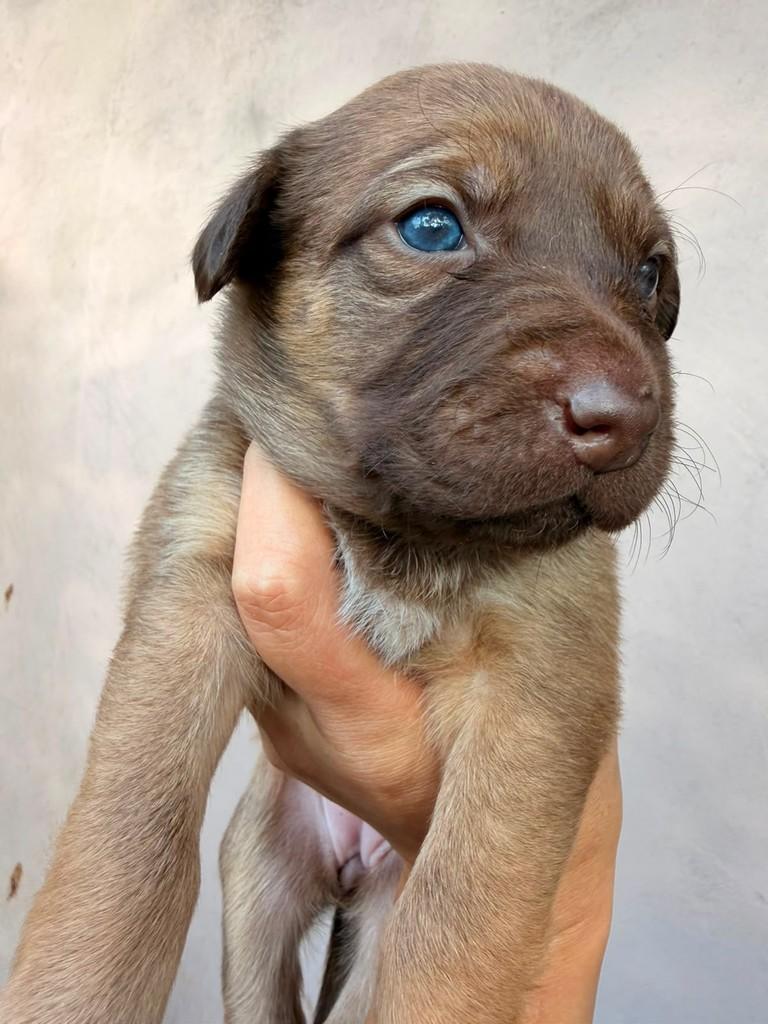 Blueberry, cadela de porte médio para adoção em Cotia - SP