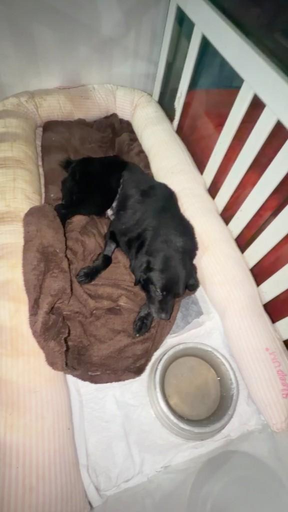 Elis, cachorro de porte pequeno para adoção em São Paulo - SP