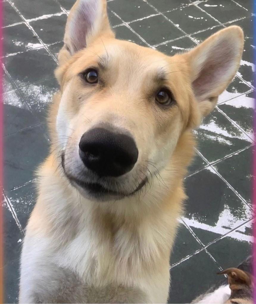 João Grandão, cachorro de porte grande para adoção em Cotia - SP