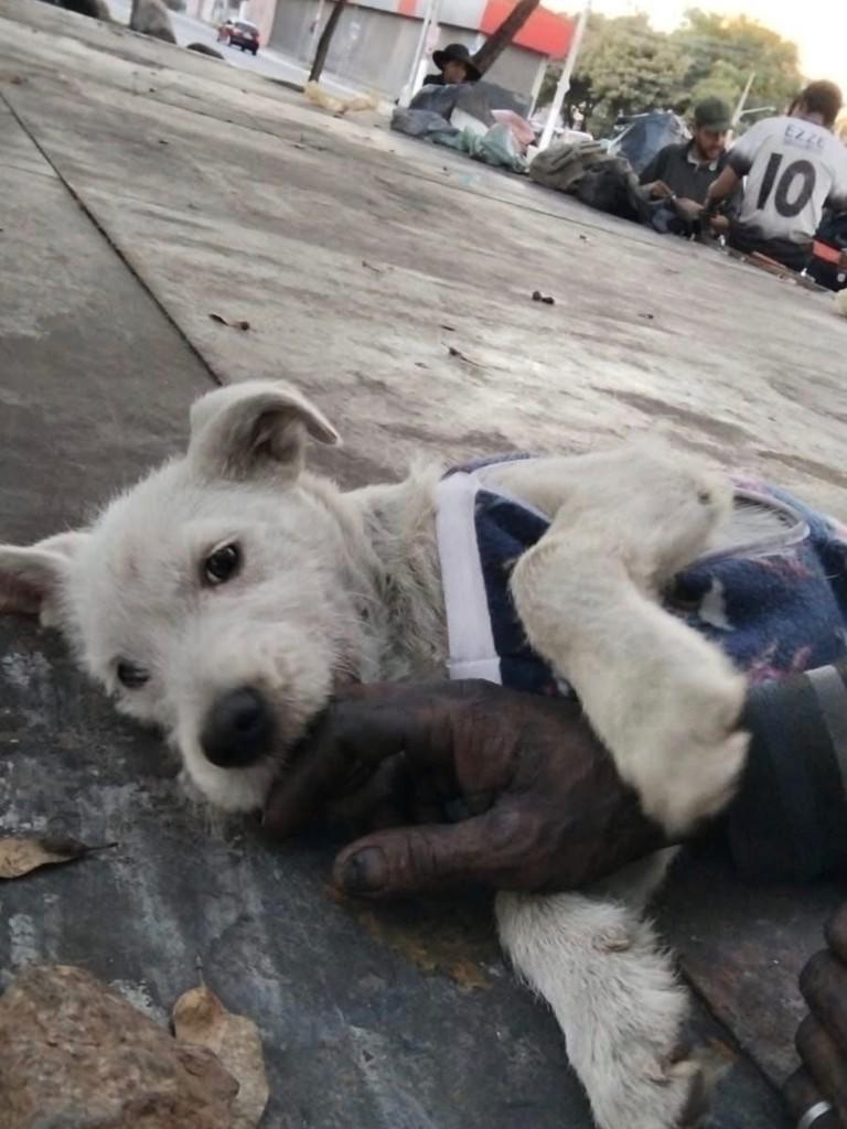 Belinha, cadela de porte pequeno para adoção em São Paulo - SP