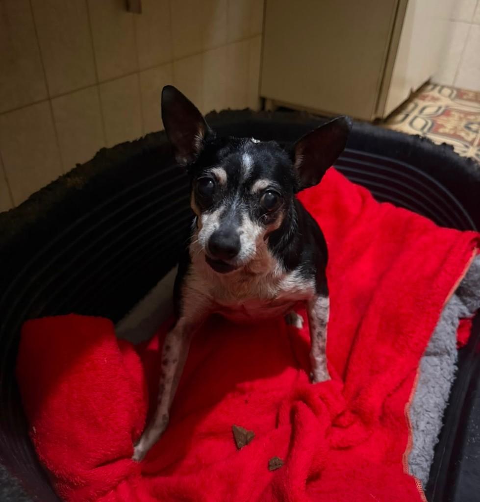 Miucha, cachorro de porte pequeno para adoção em Cotia - SP