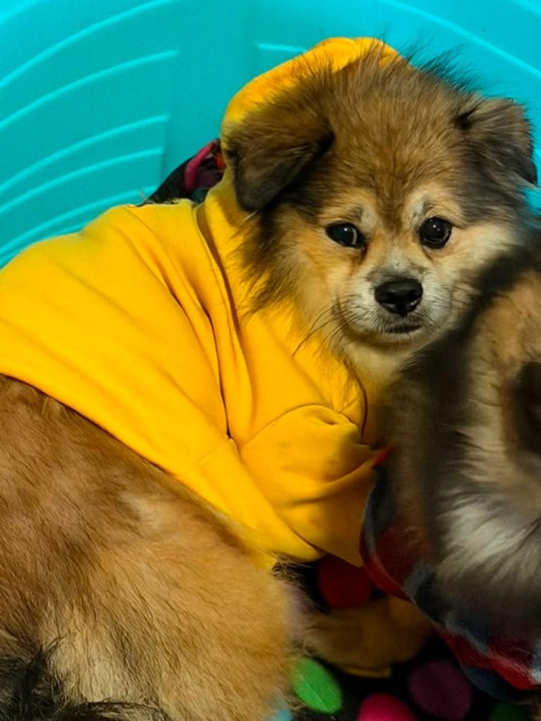 Deco, cachorro de porte pequeno para adoção em Osasco - SP
