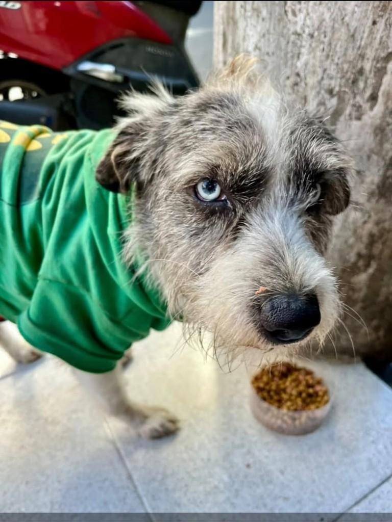 Azevedo, cachorro de porte pequeno para adoção em São Paulo - SP