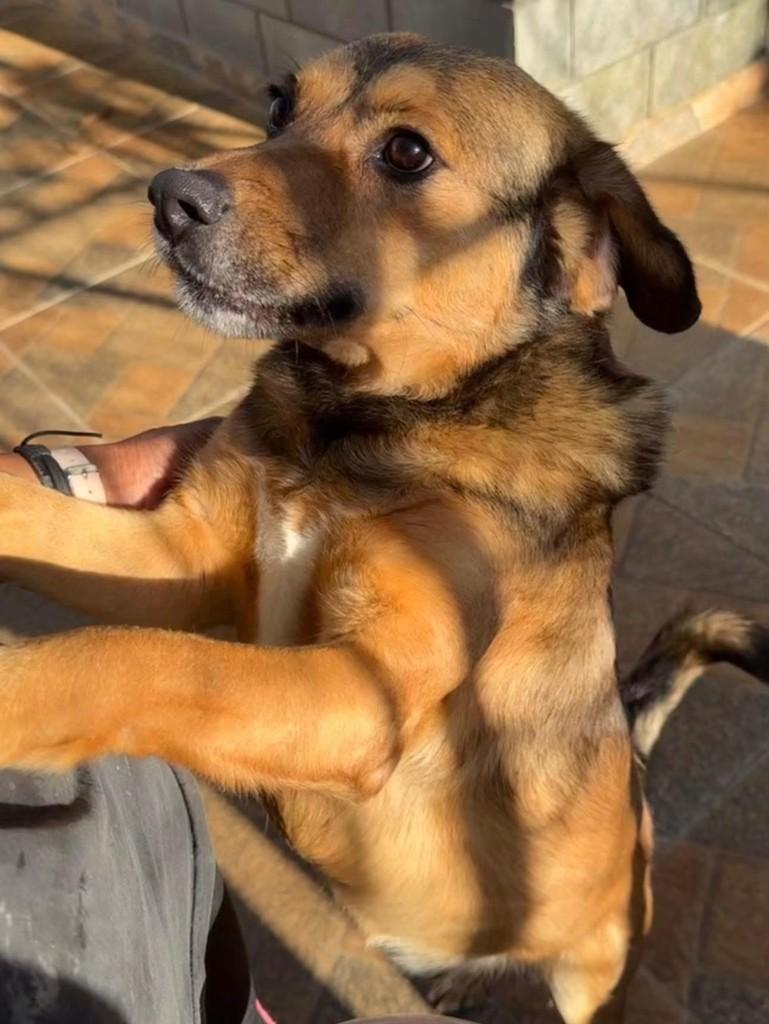 Teves, cachorro de porte pequeno para adoção em Cotia - SP
