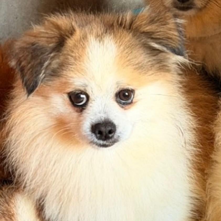 Benício, cachorro de porte grande para adoção em Osasco - SP