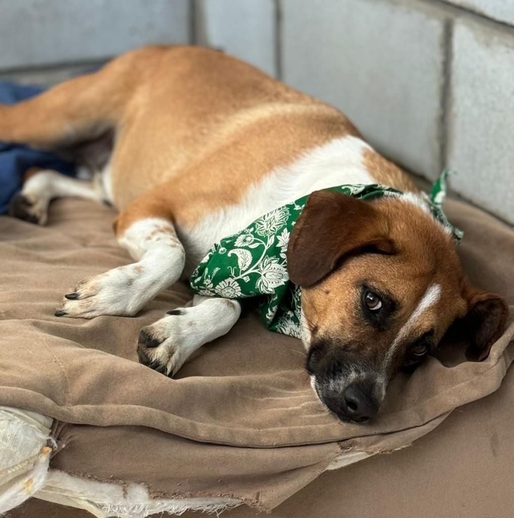 Leandro, cachorro de porte pequeno para adoção em Cotia - SP