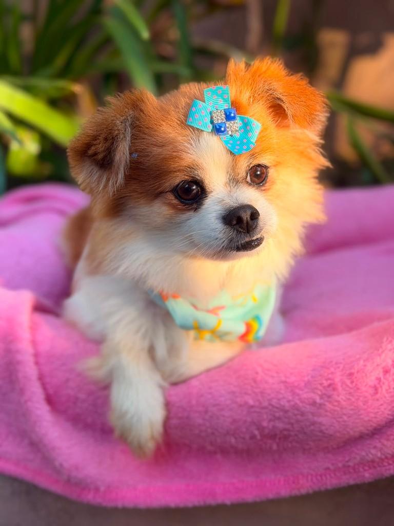 Isabelle, cadela de porte pequeno para adoção em Osasco - SP