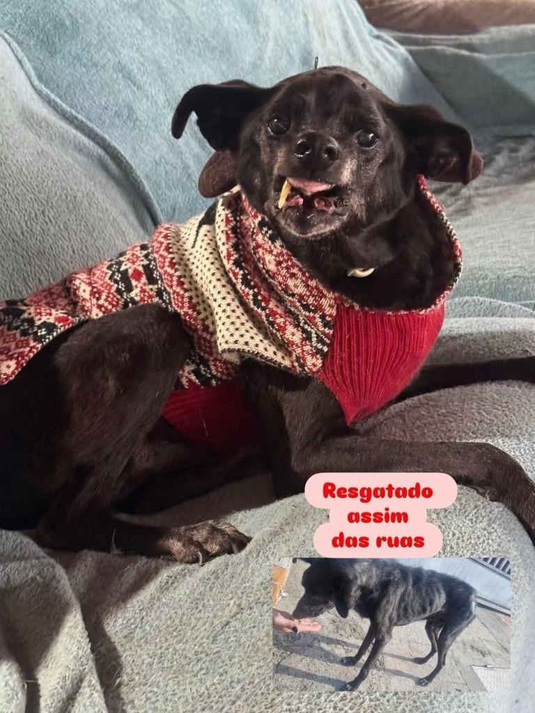 Roger, cachorro de porte pequeno para adoção em Cotia - SP