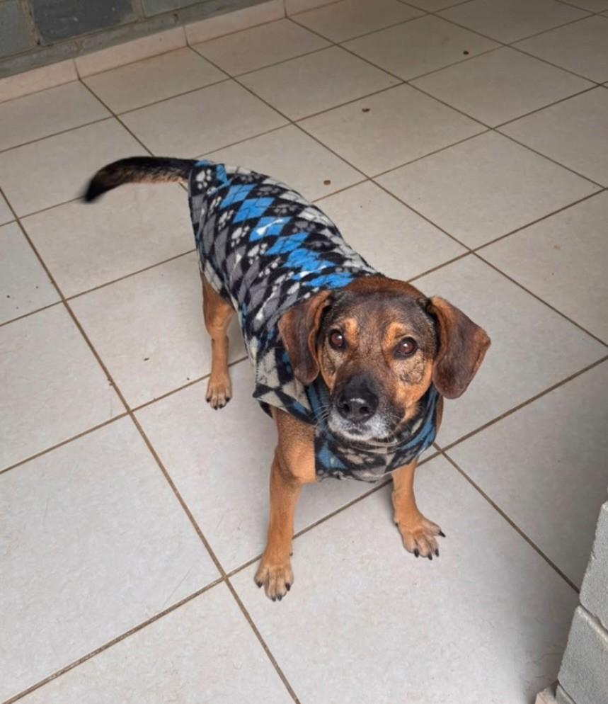 Duque, cachorro de porte médio para adoção em Cotia - SP