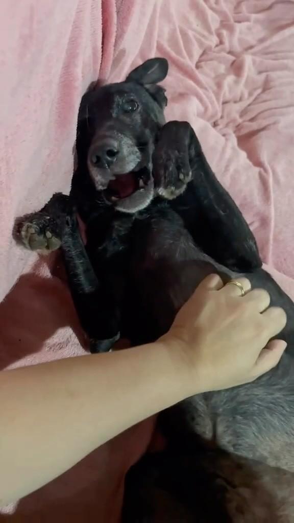 Hércules, cachorro de porte pequeno para adoção em Cotia - SP